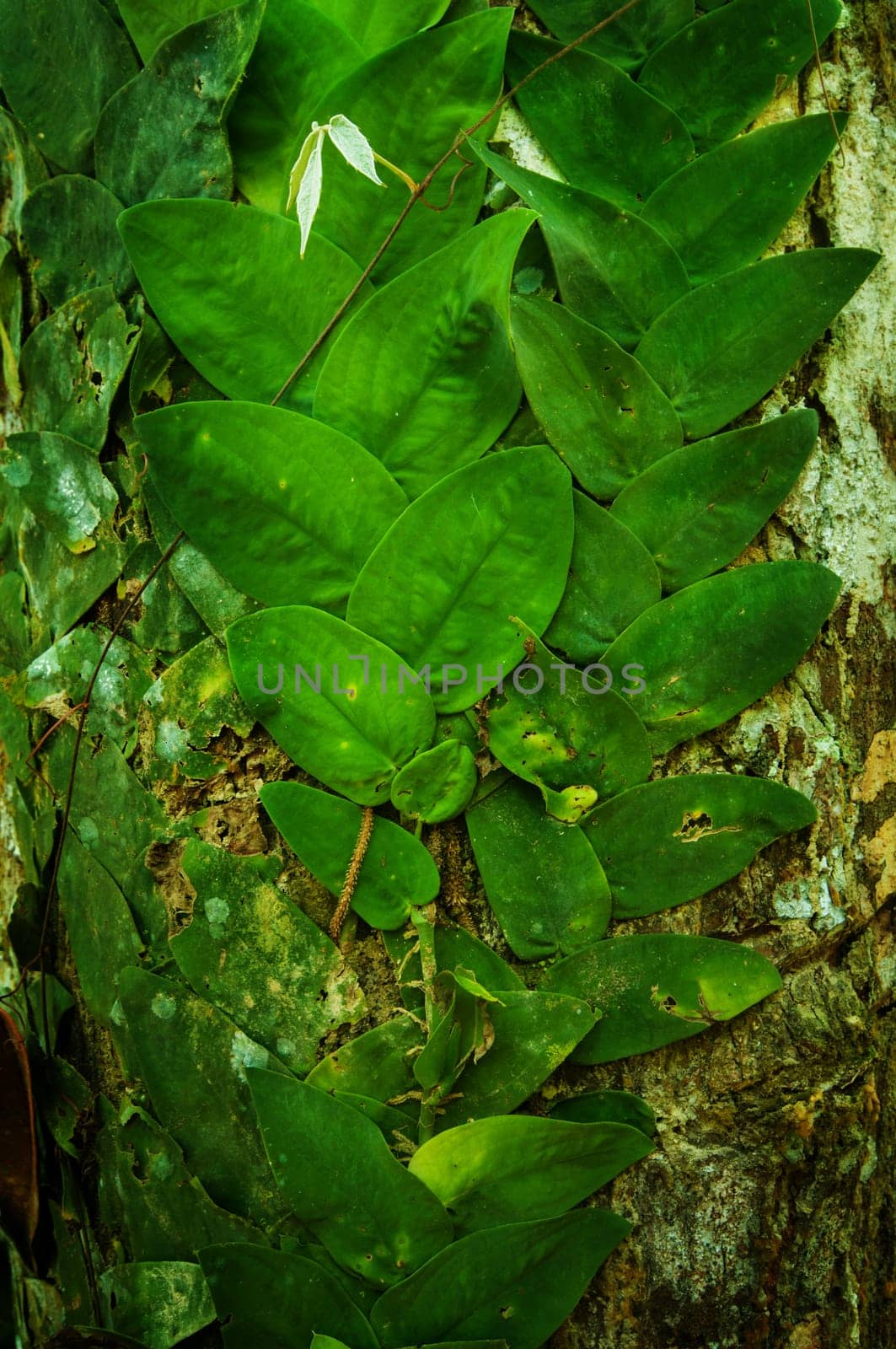 Close up creeping vines in tropical jungle.