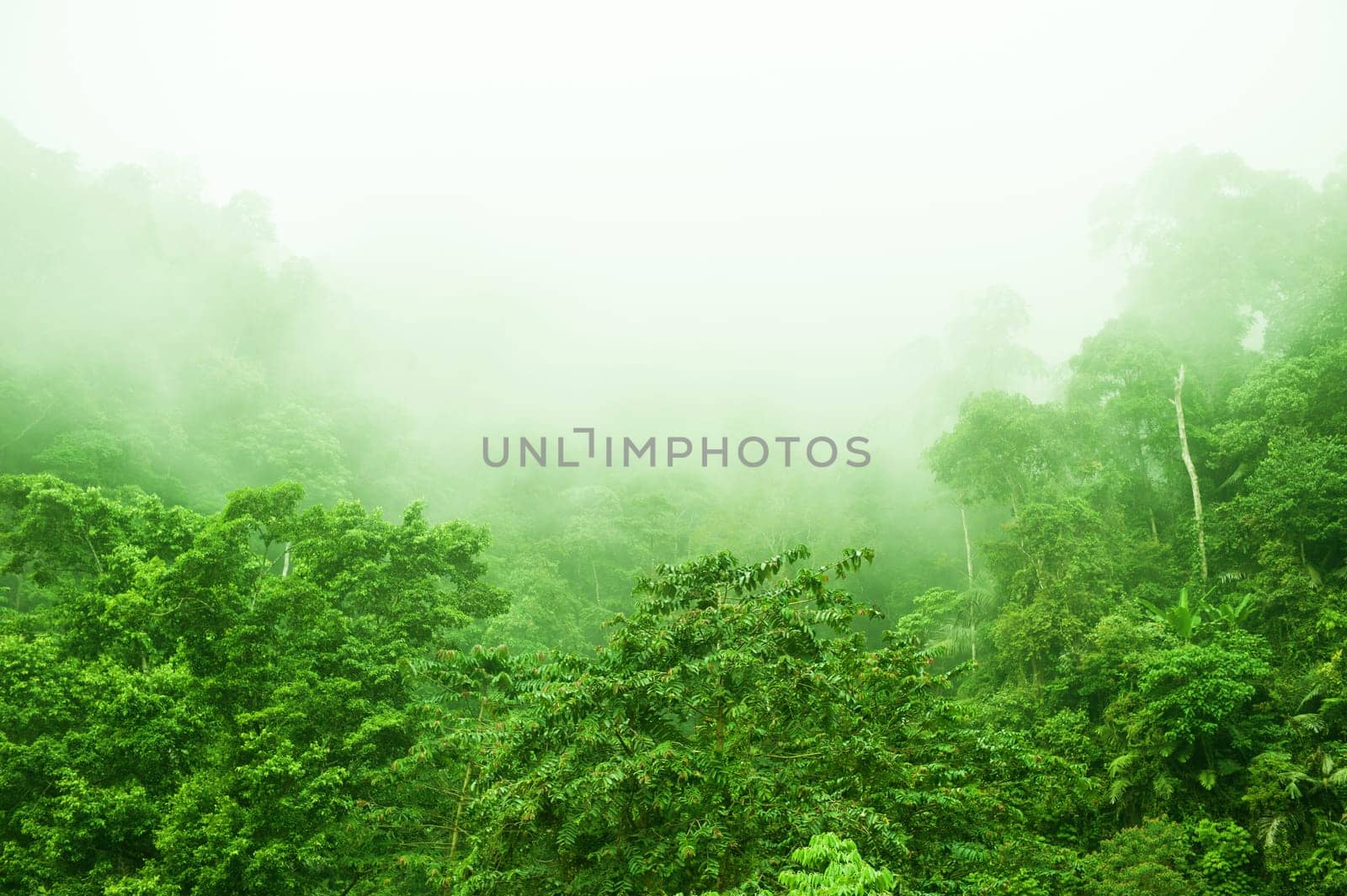 Mountain range view in foggy morning, tropical dense jungle.