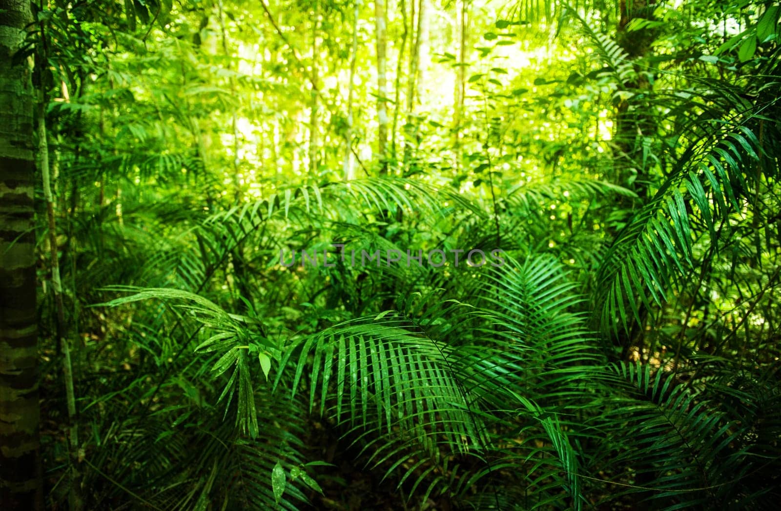 Tropical green forest with sunlight, National Park, Malaysia.