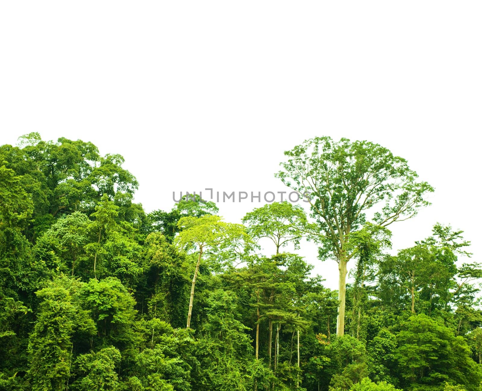 Tropical green forest landscape, isolated, National Park, Malaysia.