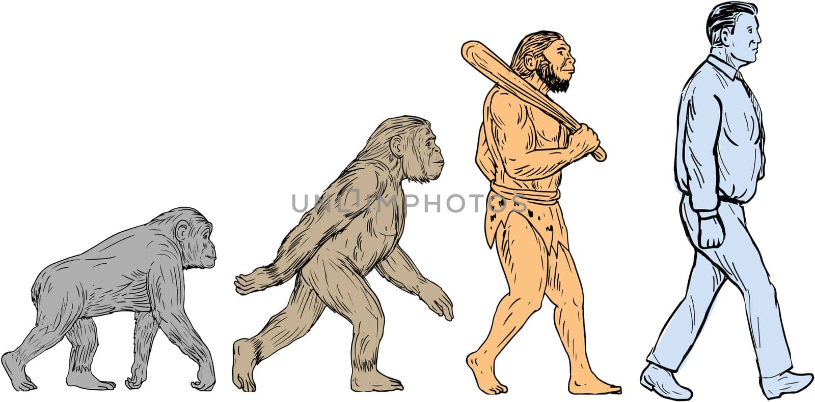 Drawing sketch style illustration showing human evolution from primate ape, homo habilis, homo erectus to modern day human homo sapien walking viewed from the side set on isolated white background.