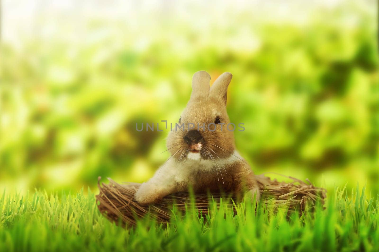 Fluffy foxy rabbit on basket in the green meadow field