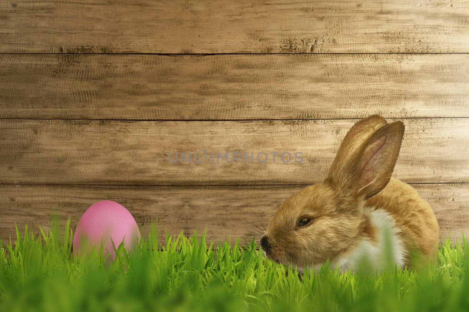 Fluffy foxy rabbit on grass with easter eggs over wooden wall background