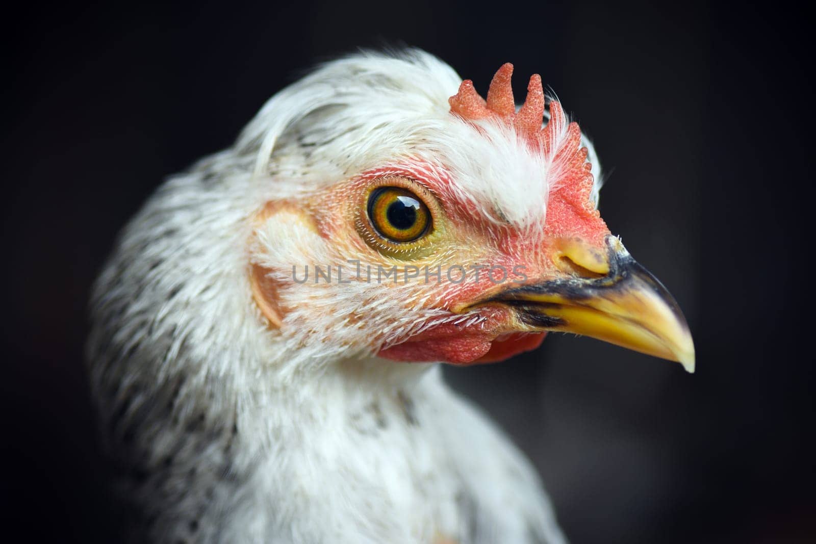 Close-up portrait about a chicken from farm.