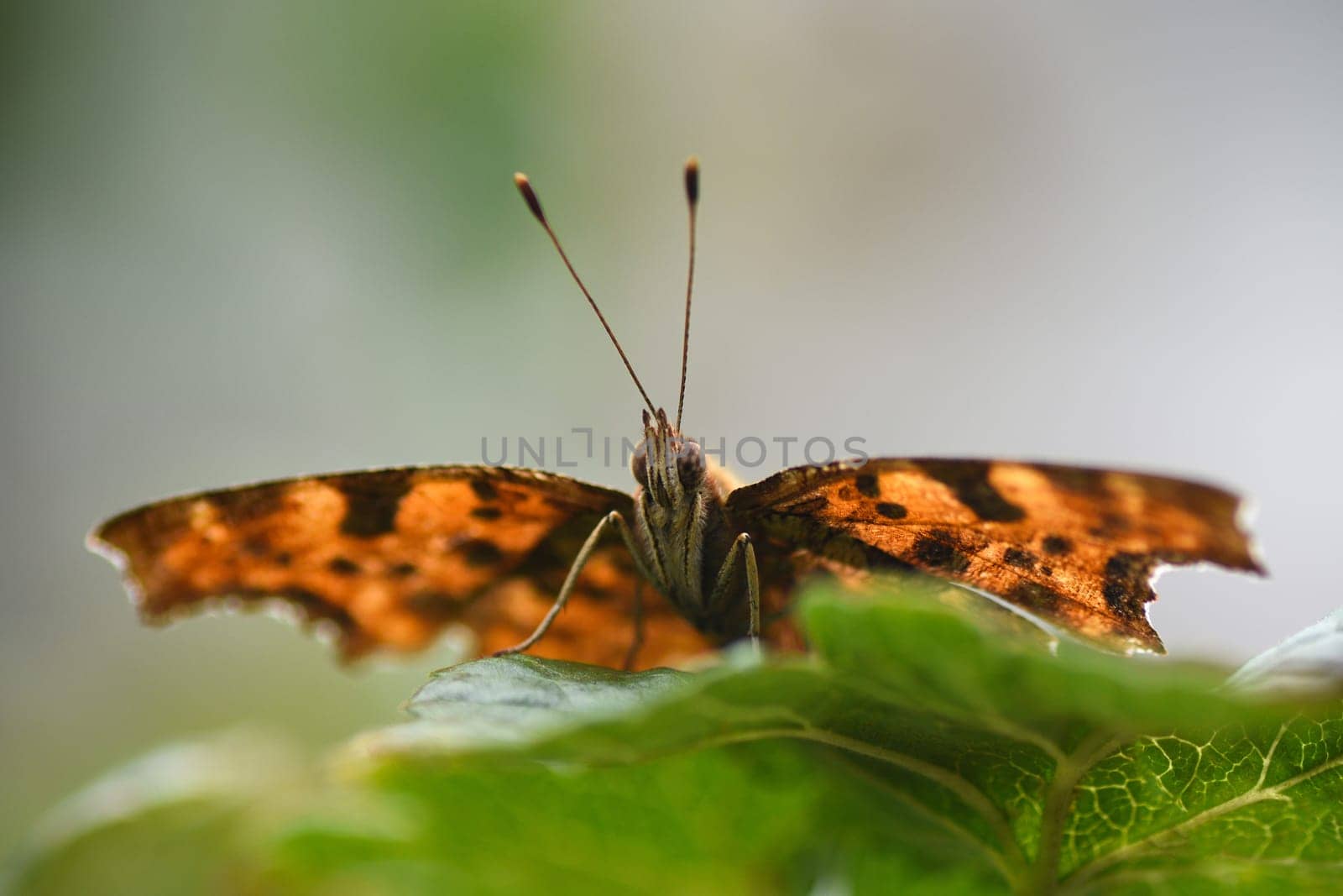 The orange butterfly is on green leaf.