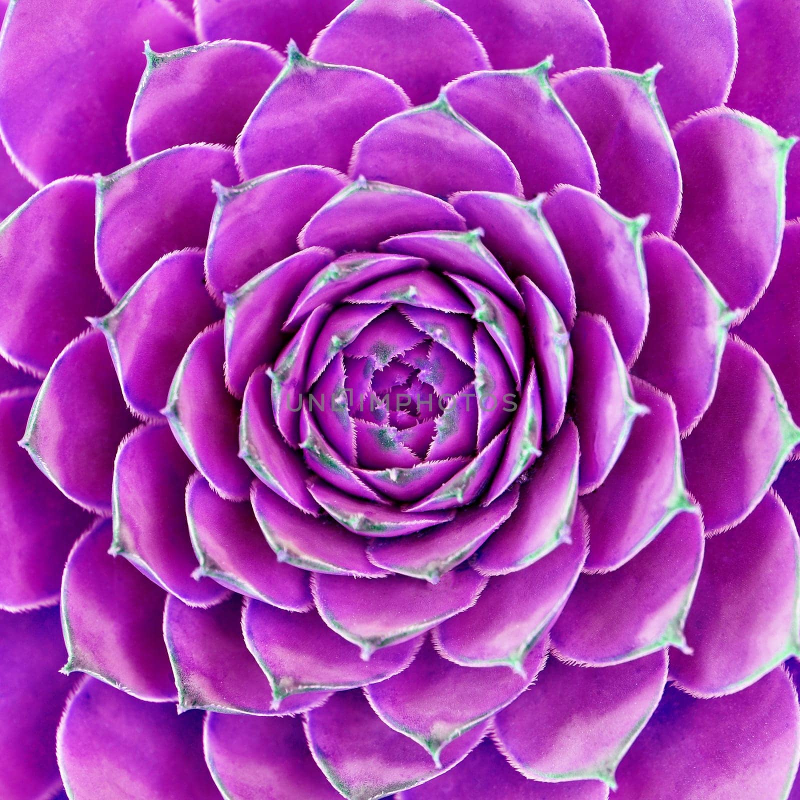 Macro photo of purple pink flower.