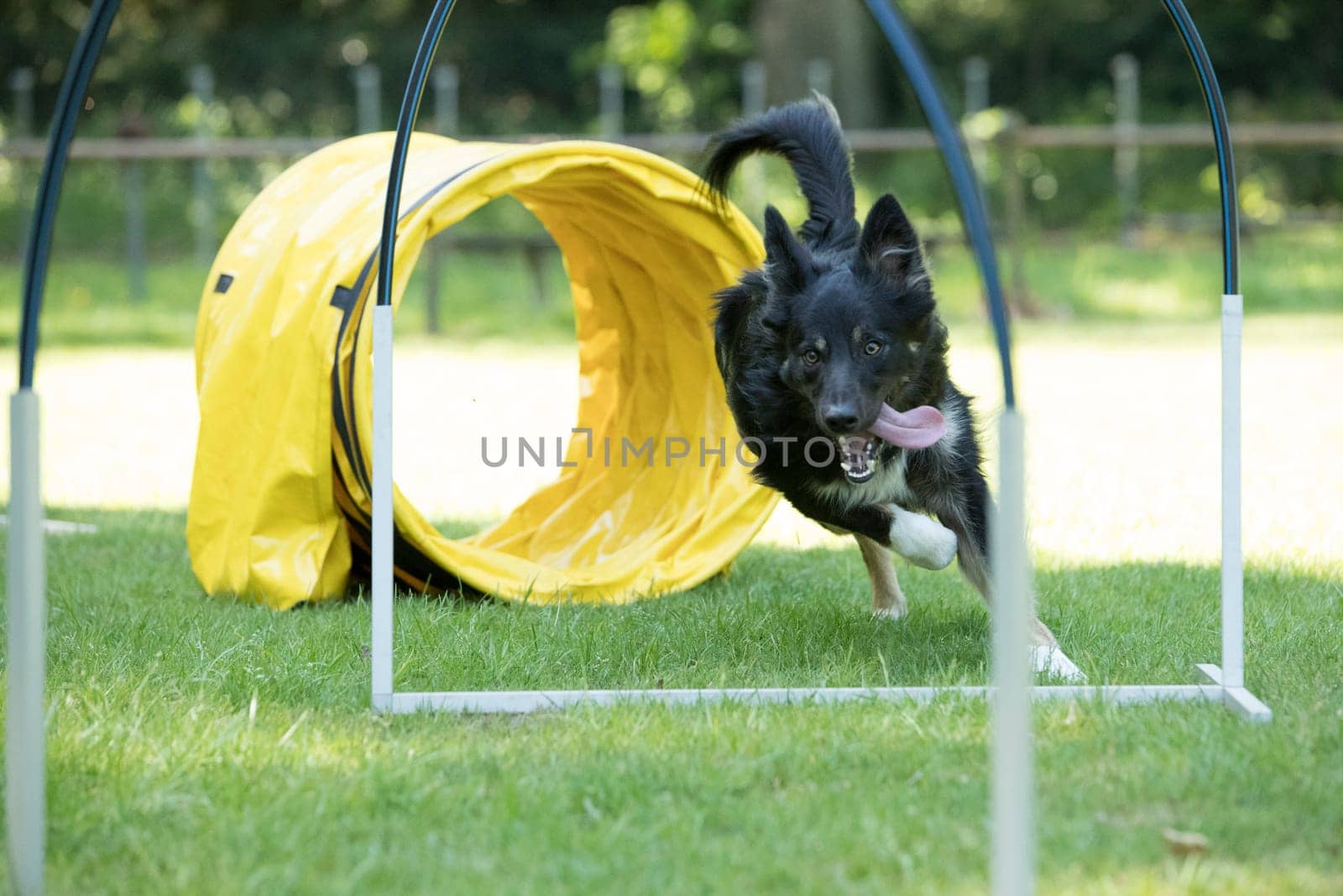 Dog, Border Collie, running agility hooper training