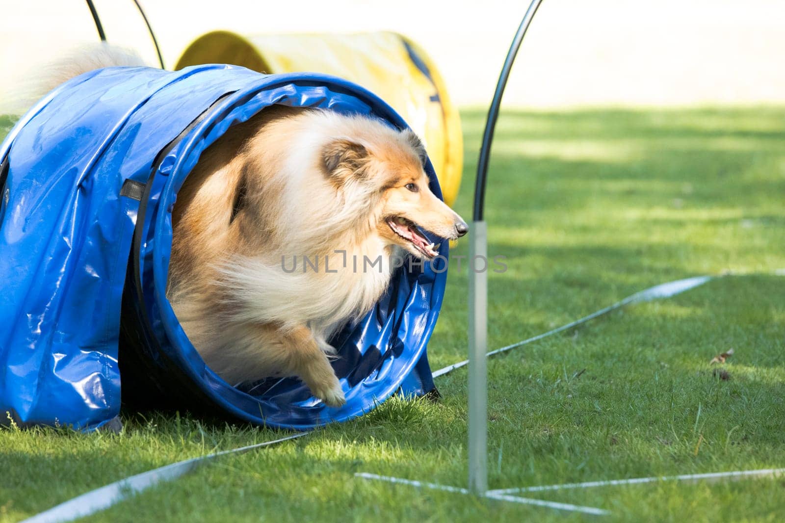 Dog, Scottish Collie, running through agility tunnel, hoopers