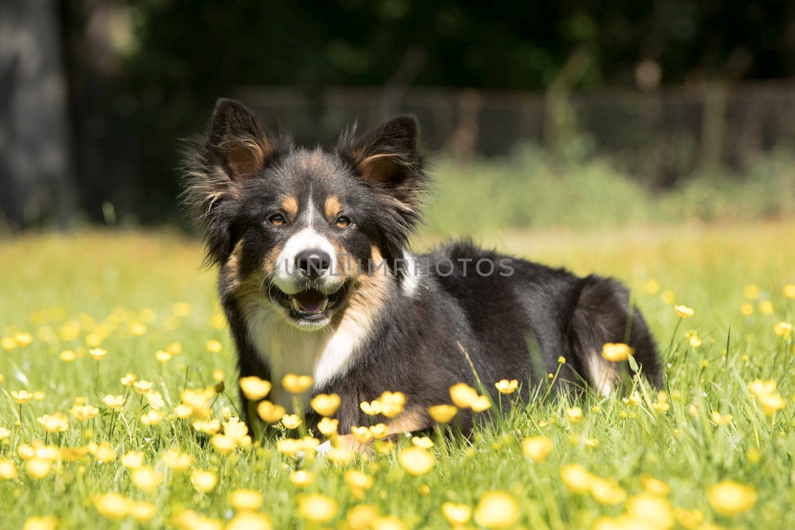 Dog, Border Collie, lying in grass, yellow flowers