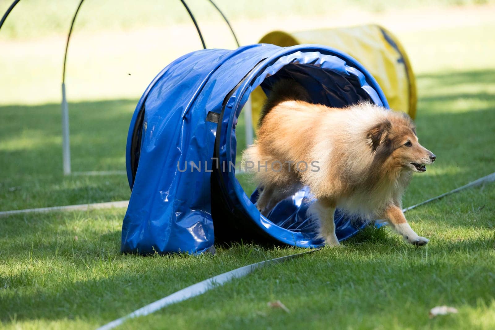 Dog, Shetland Sheepdog, running through agility tunnel, hooper training