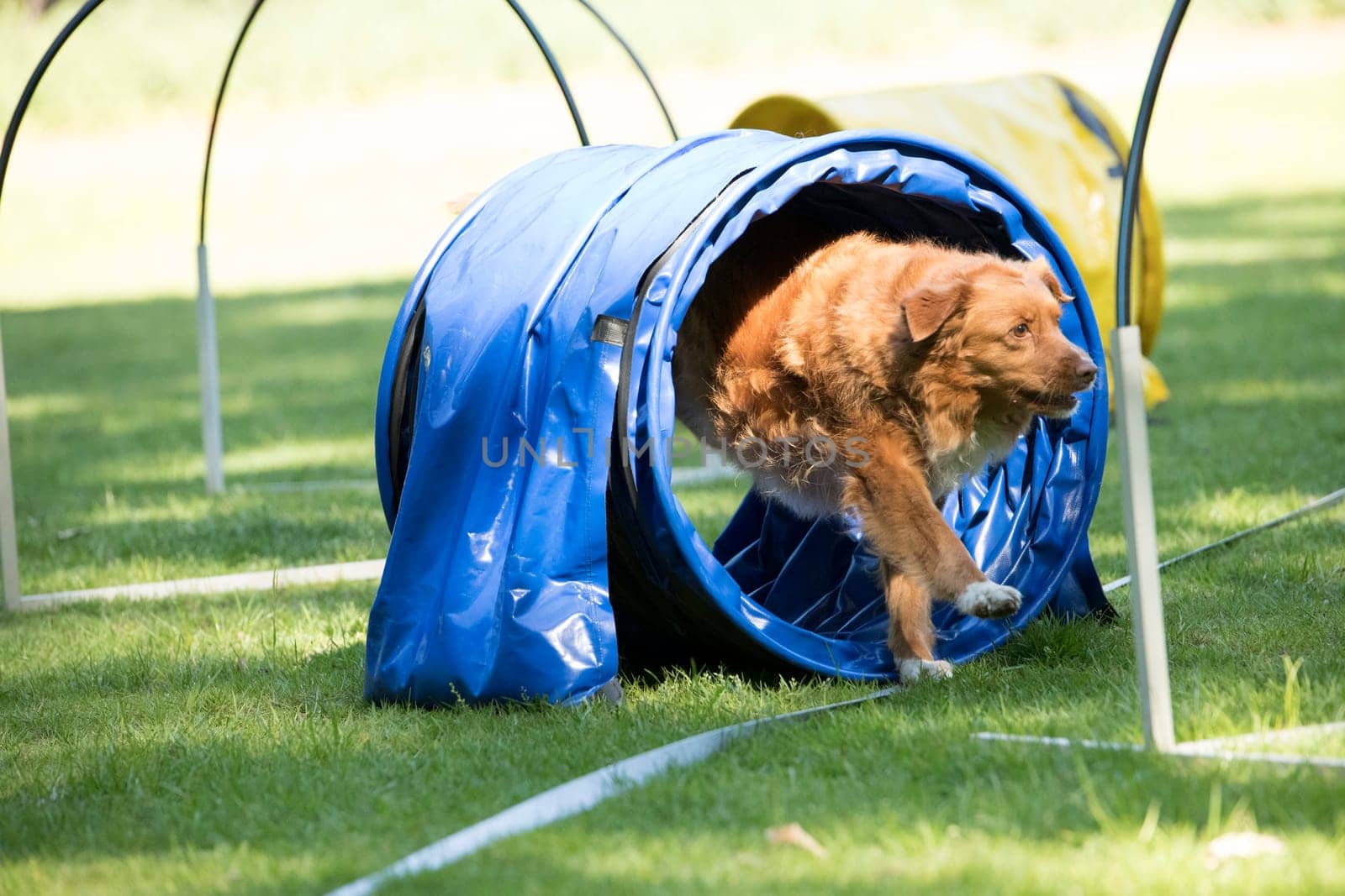 Dog, Nova Scotia duck tolling retriever, running through agility tunnel, hooper training