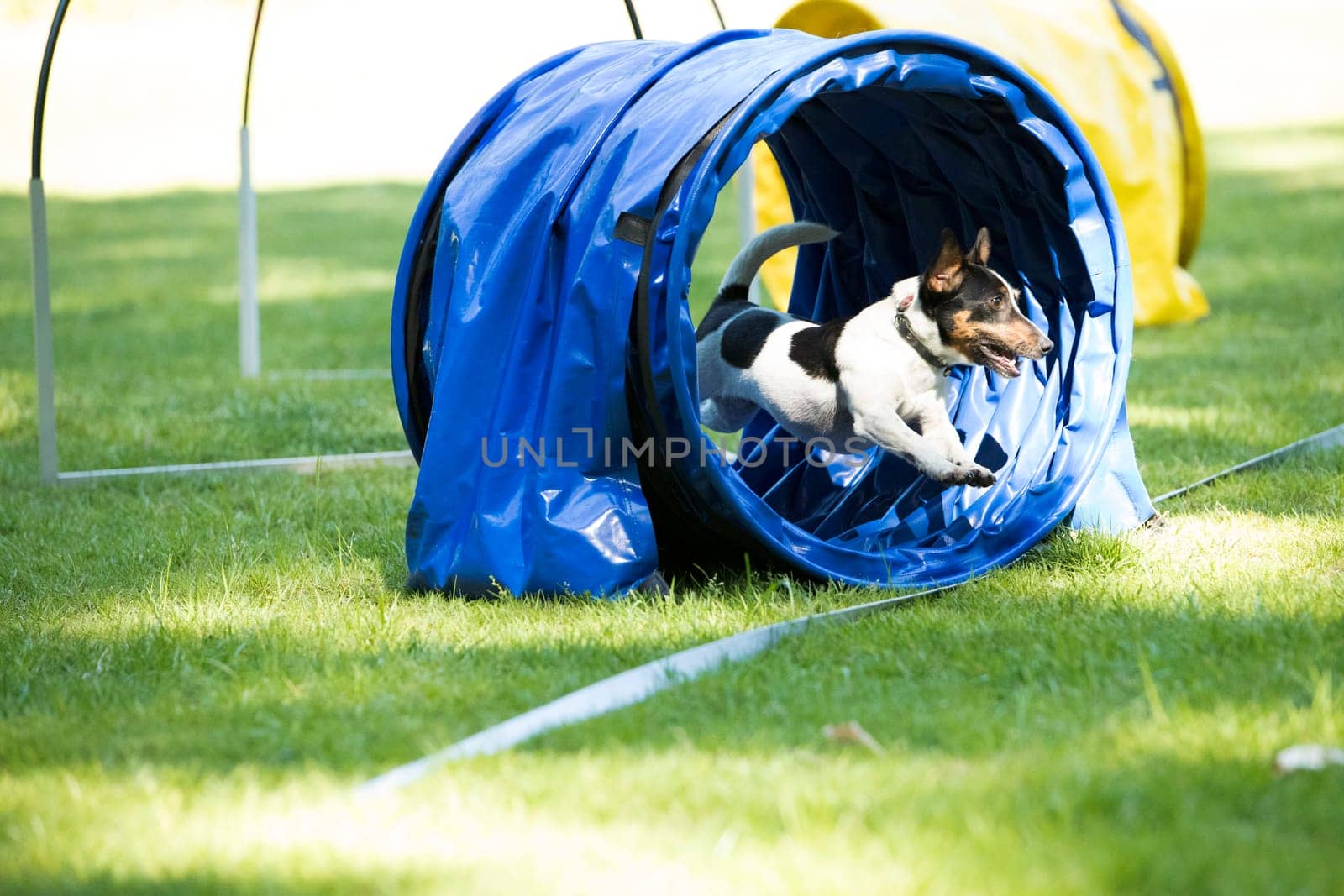 Dog, Jack Russel Terrier, running through agility tunnel, hooper training