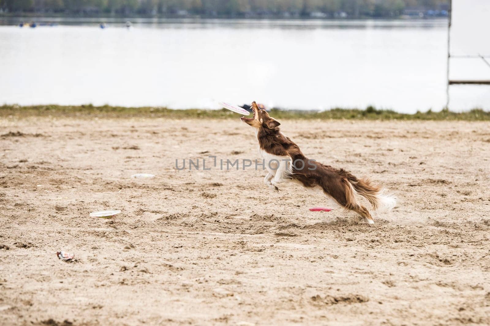 Dog, Border Collie, catching a disk