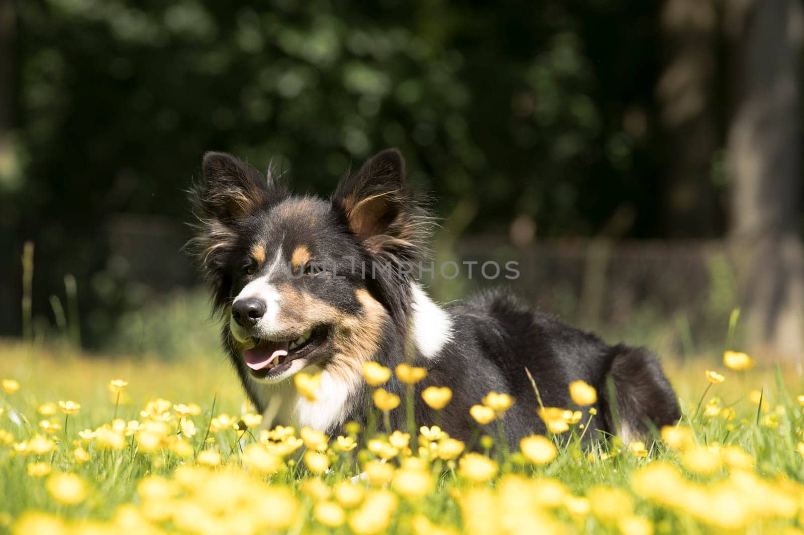 Dog, Border Collie, lying in grass, yellow flowers