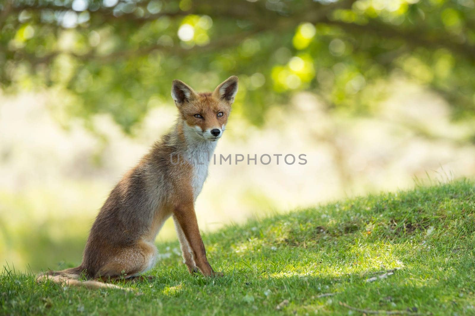 Red fox, sitting and looking in camera