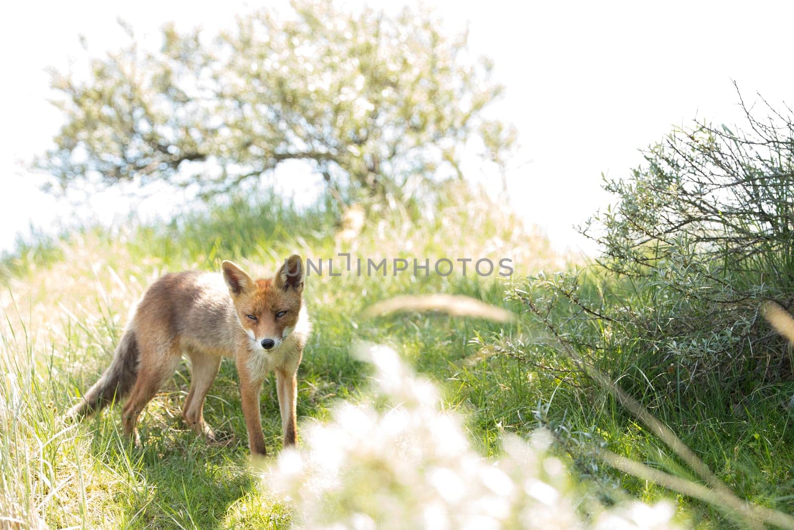 Red fox, standing and looking in camera