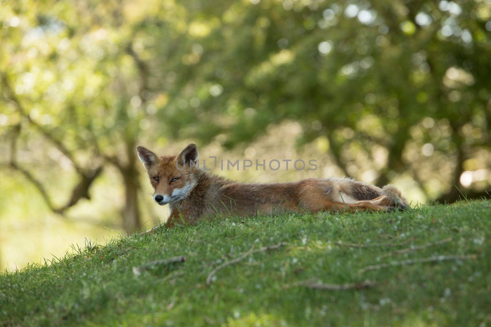 Red Fox, lying stretched in grass, looking in camera