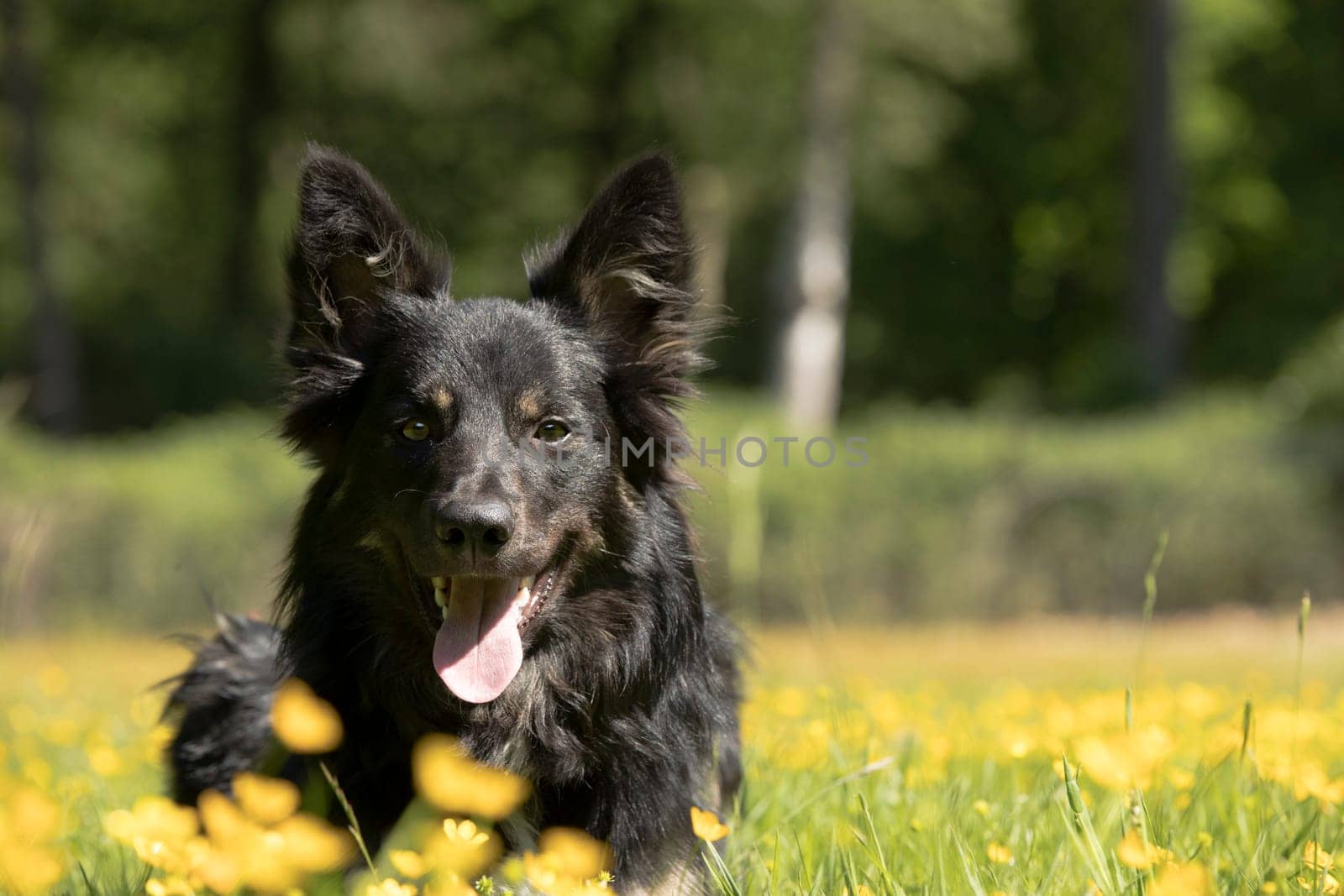 Dog, Border Collie, headshot with yellow flowers
