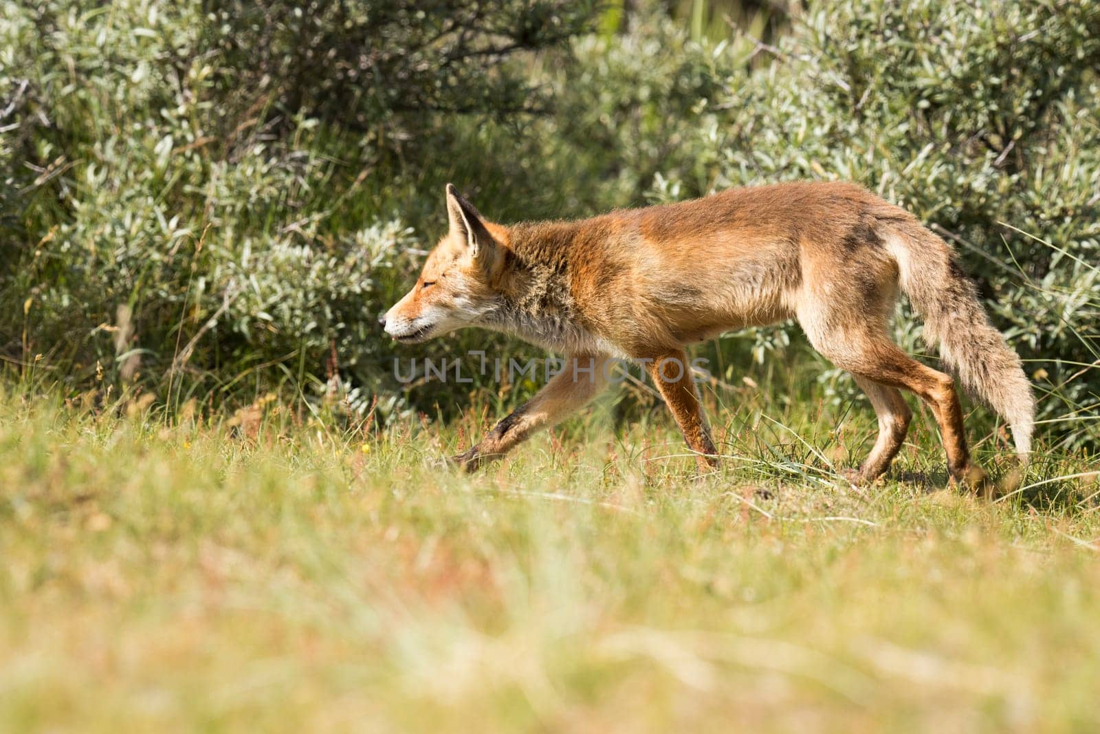 Red fox hunting