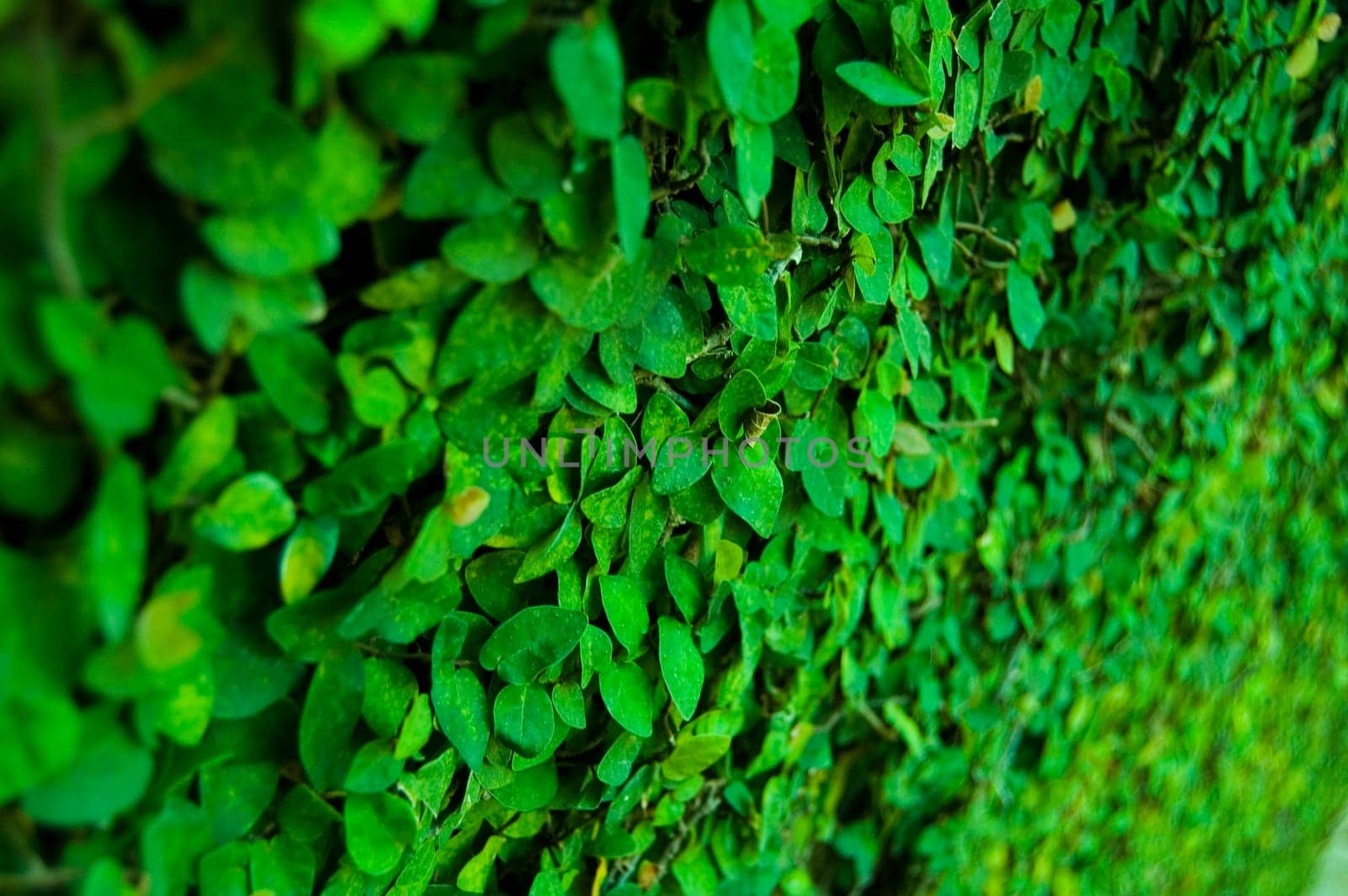 This is another site of Jakarta, this place call Fatahillah Museum. Museum for Jakarta Historical Events, those are leaves on the wall
