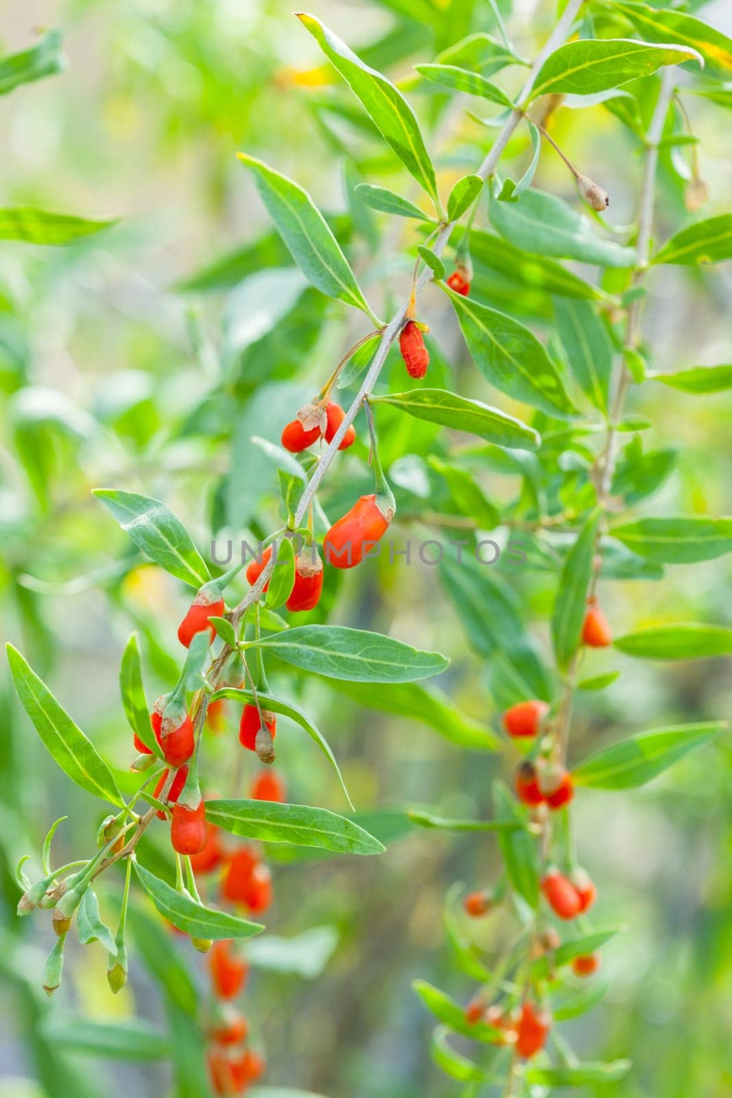 Detail of branch with goji berries