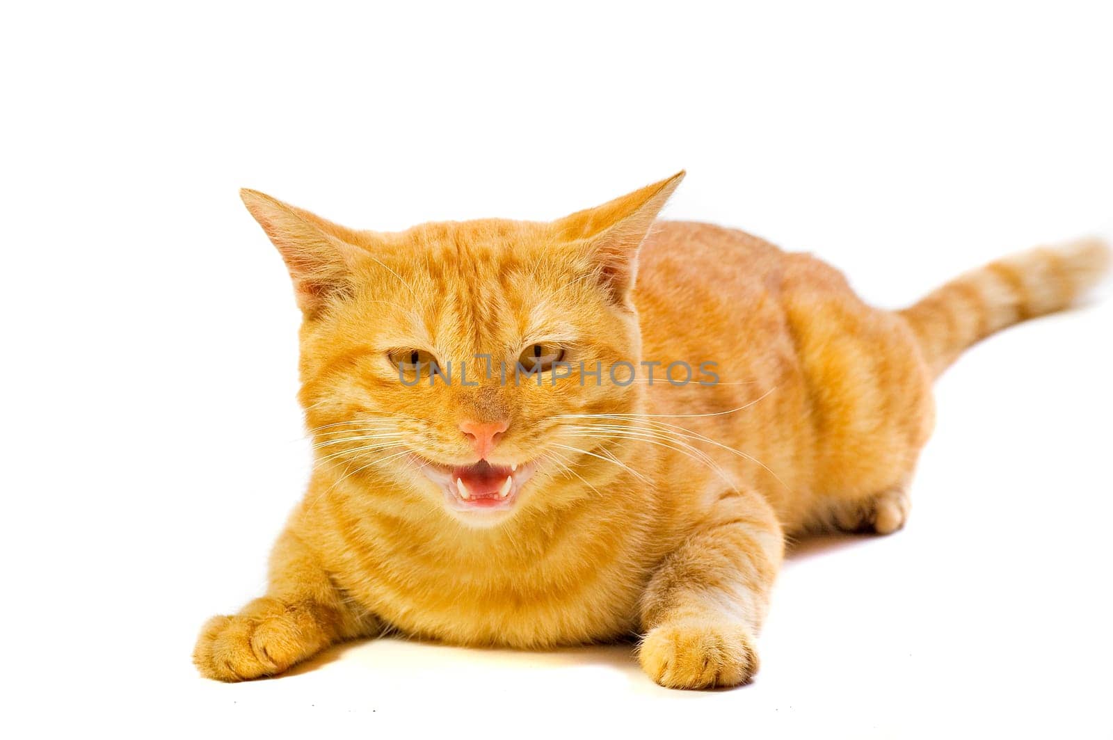 Cute Domestican Male Yellow Cat on White Background Looking to Camera