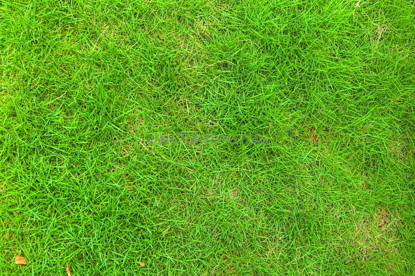 Green grass background