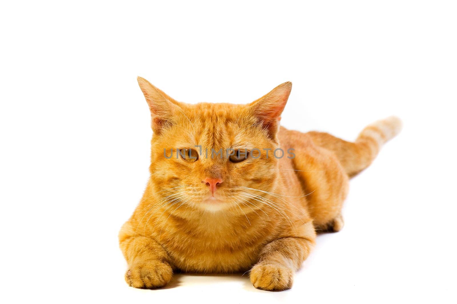 Cute Domestican Male Yellow Cat on White Background Looking to Camera