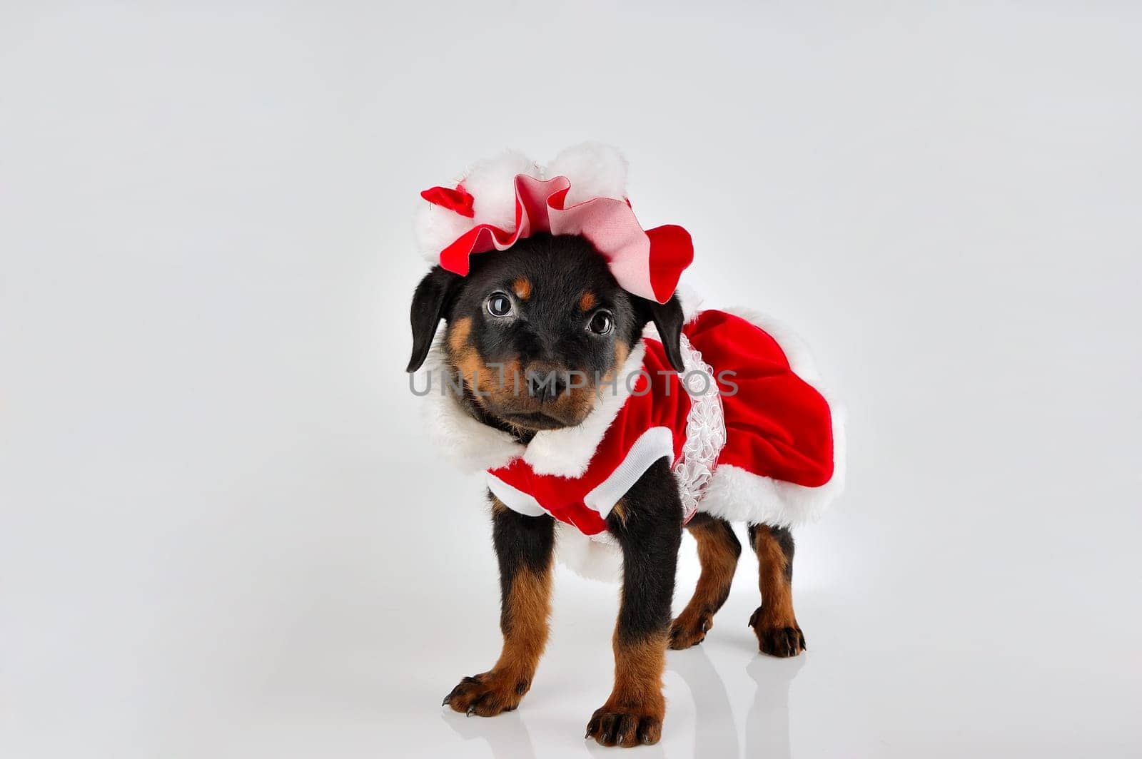 Cute rottweiler puppy wearing santa costume on white background