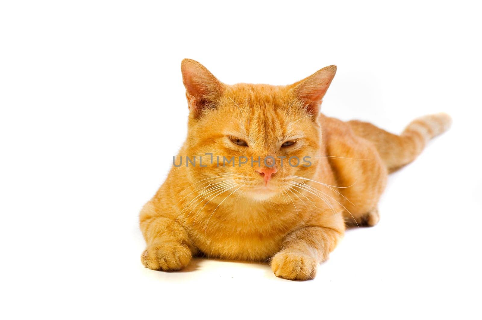 Cute Domestican Male Yellow Cat on White Background Looking to Camera