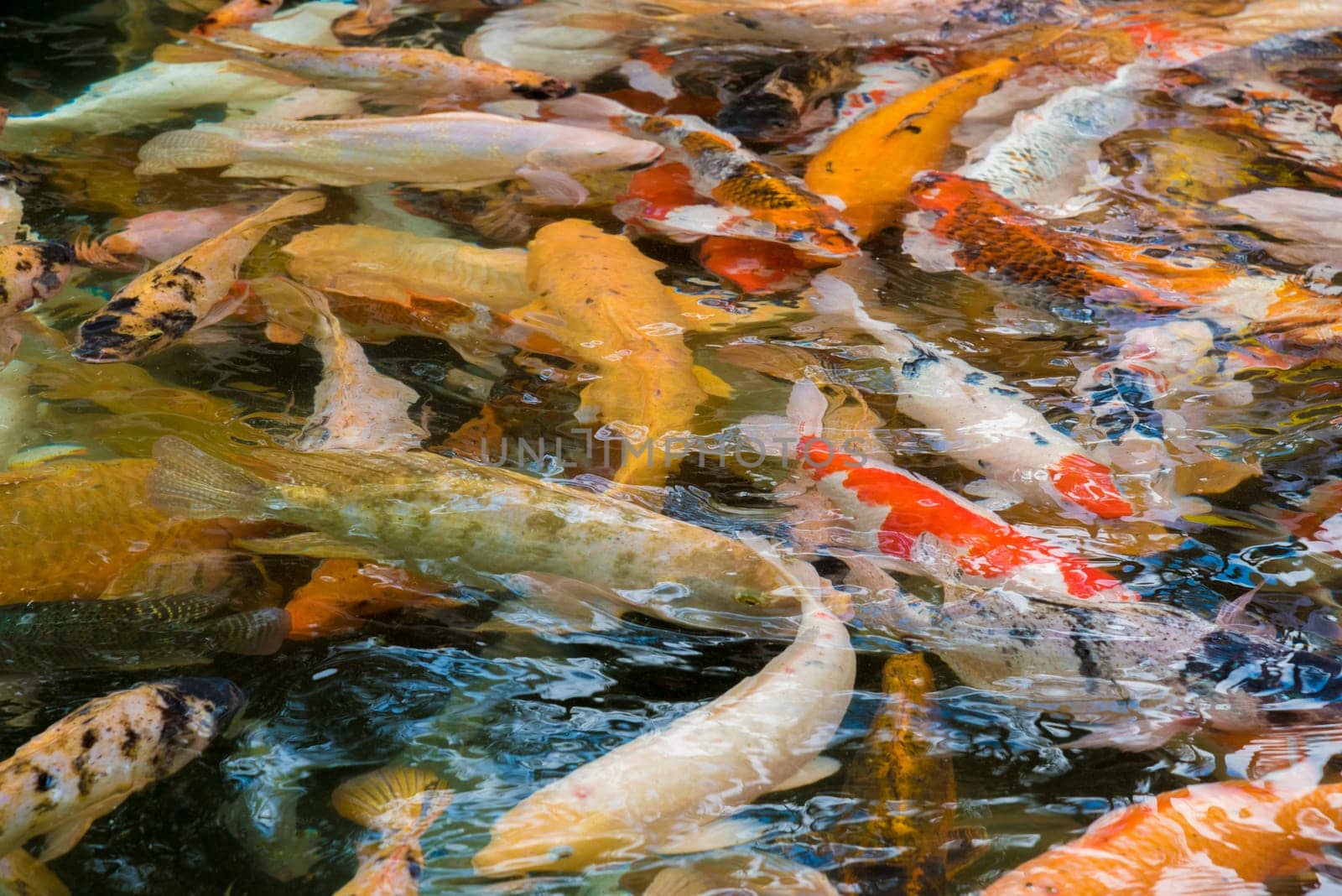 Asian Koi carps swimming in the water