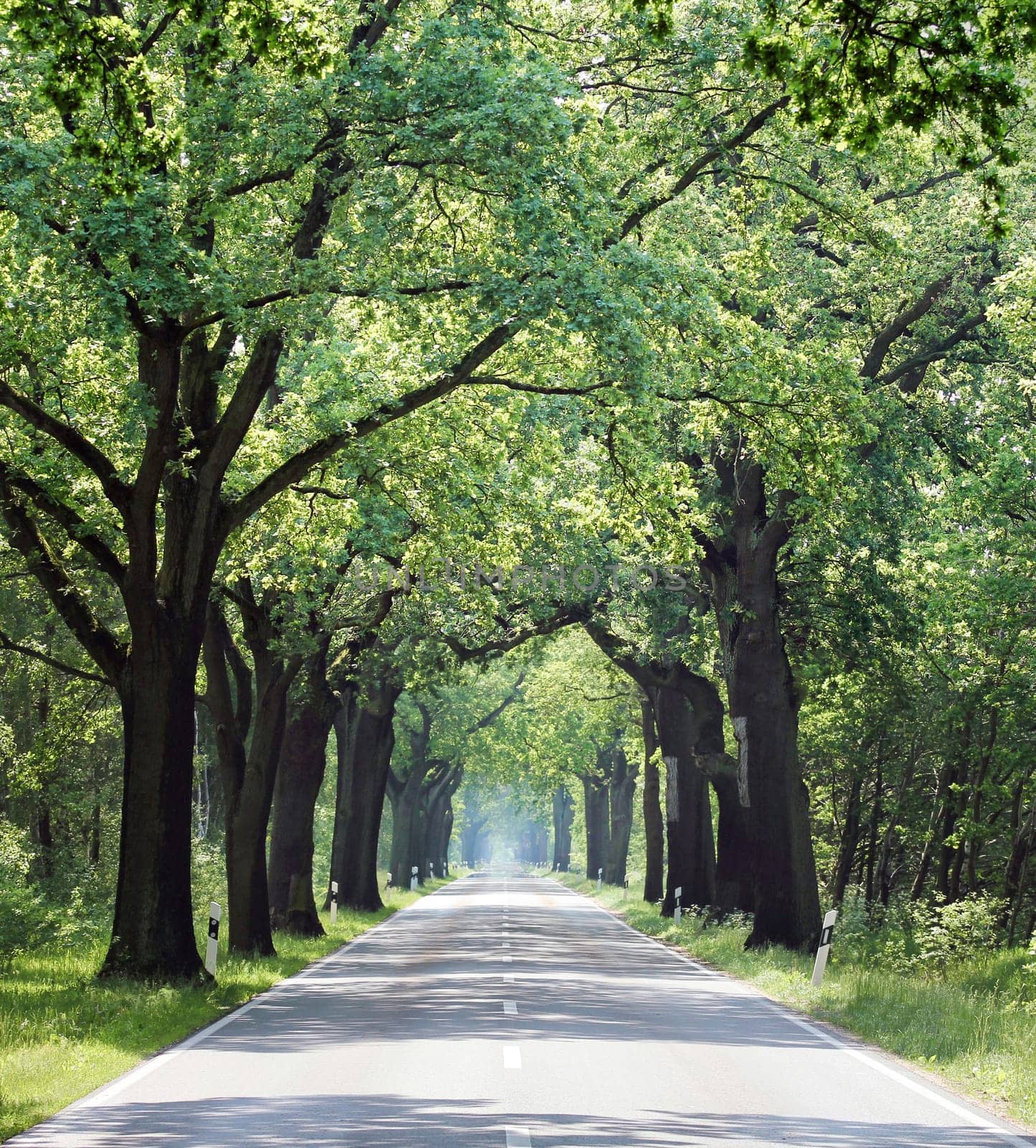allee,straße - no traffic - free lane in mecklenburg vorpommern