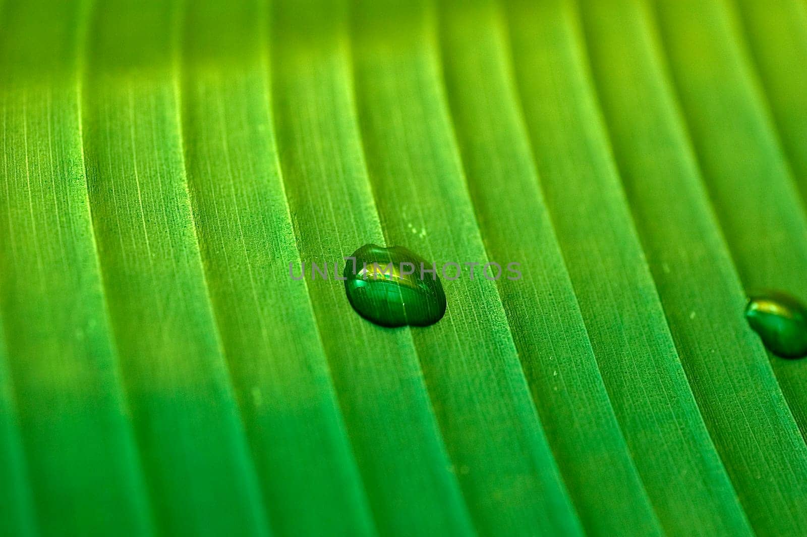 Dews on the leaf