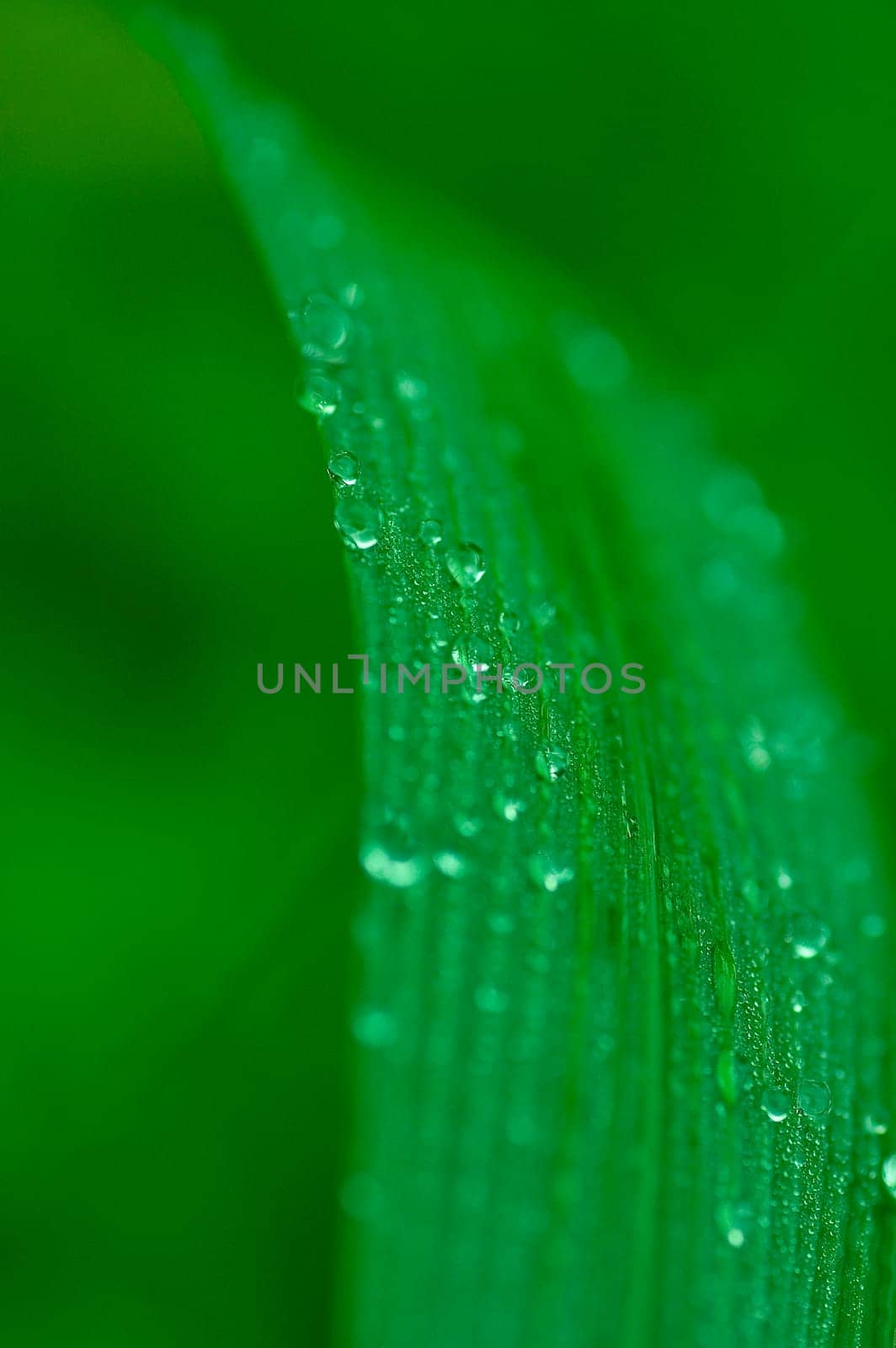 Dews on the leaf in the morning