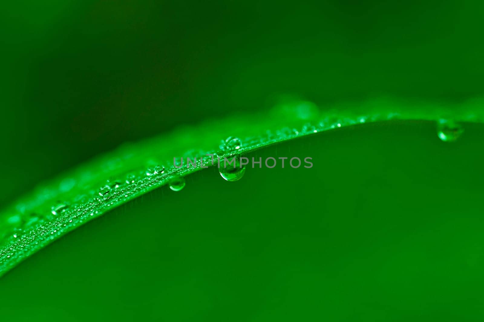 Dews on the leaf in the morning