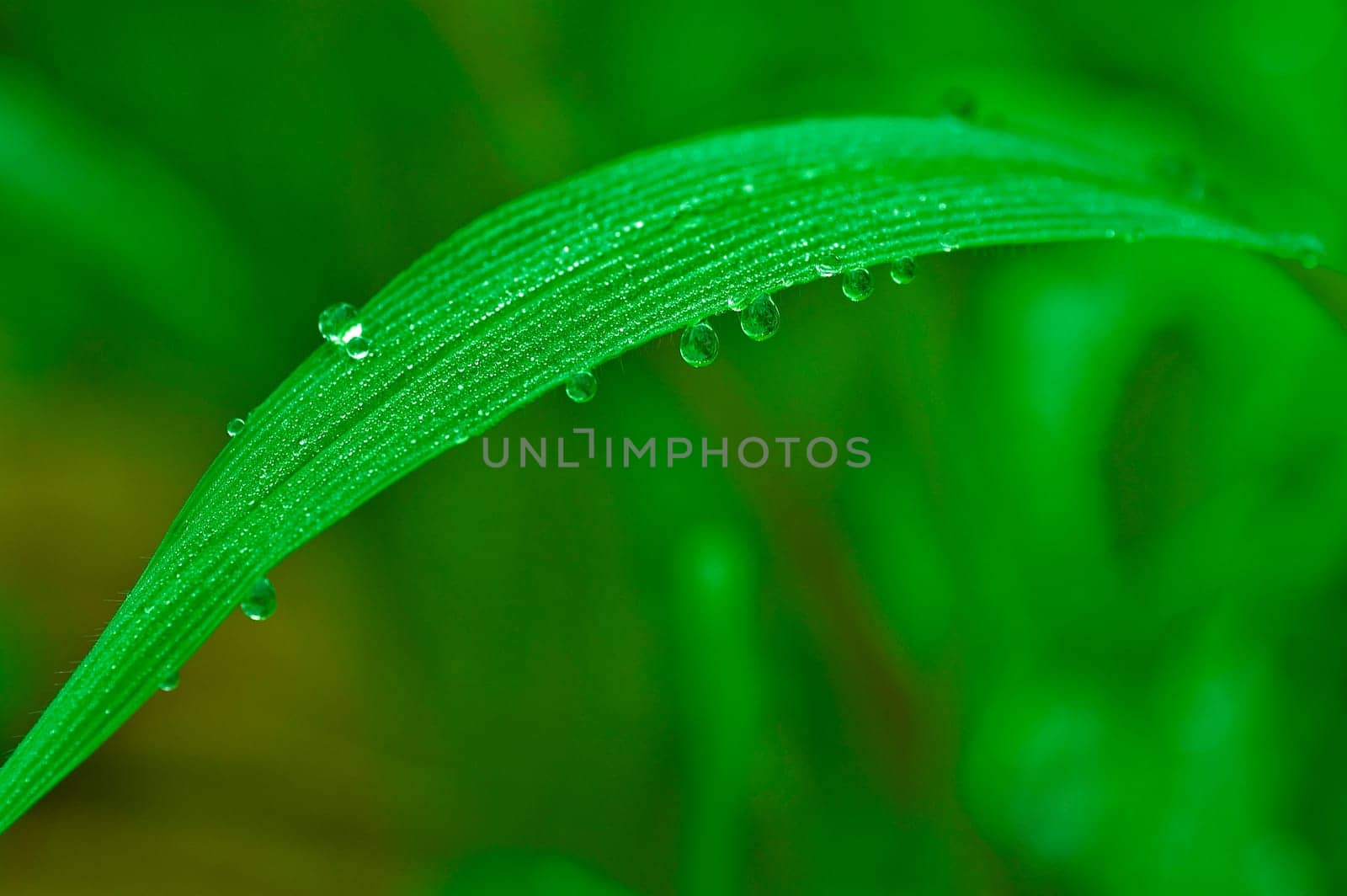 Dews on the leaf in the morning