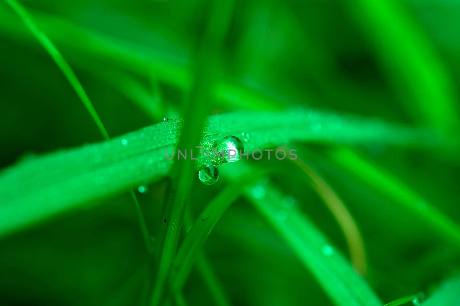 Dews on the leaf