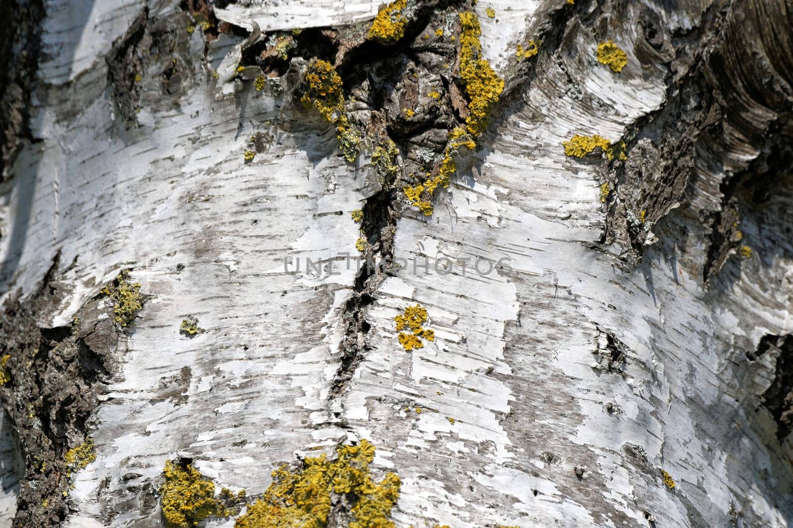 Birchbark