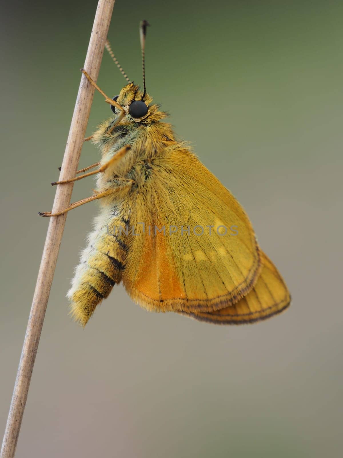 Rust-brown thick-headed butterfly
