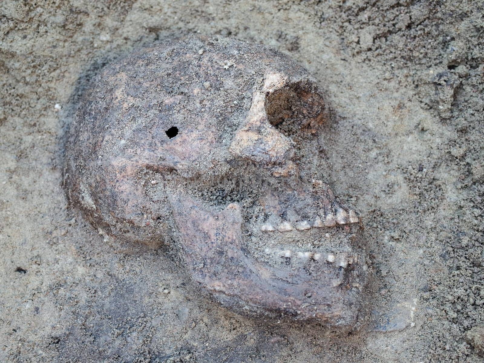 Archaeological excavation with skeletons and skulls still half buried in the ground
