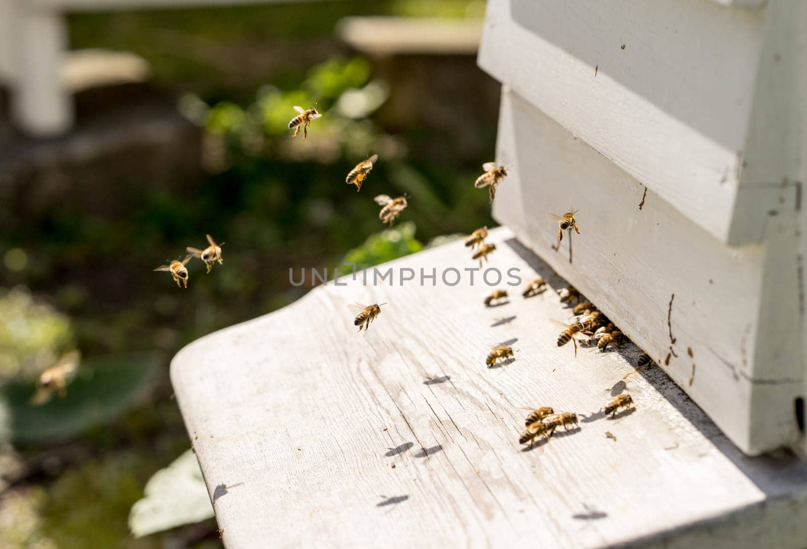 Close up of bees flying in and Out of their hives. Some of the bees carry golden pollen lumps on their legs