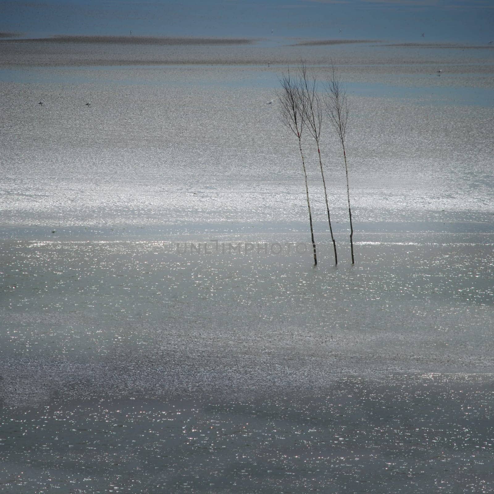 Birch trees as a boundary in the water
