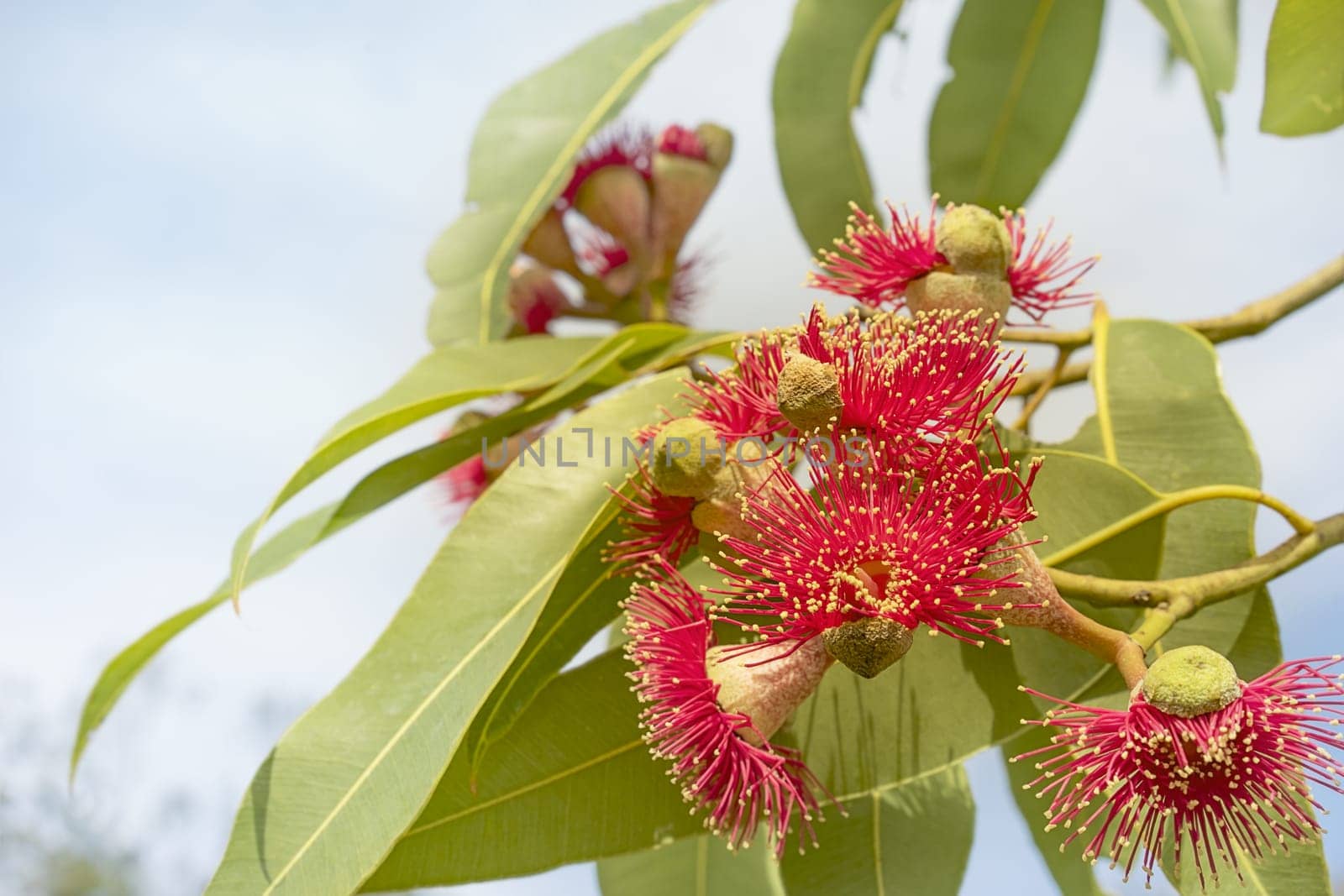 Red gum flowers with green leaves of Australian native eucalyptus tree called Summer Red flowering in winter in Australia