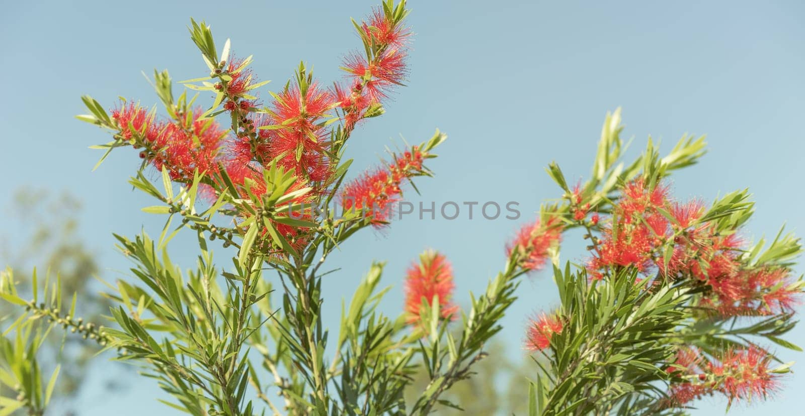 Red flowers and green foliage of Callistemon Bottlebrush, a native wildflower of Australia, against clear blue sky