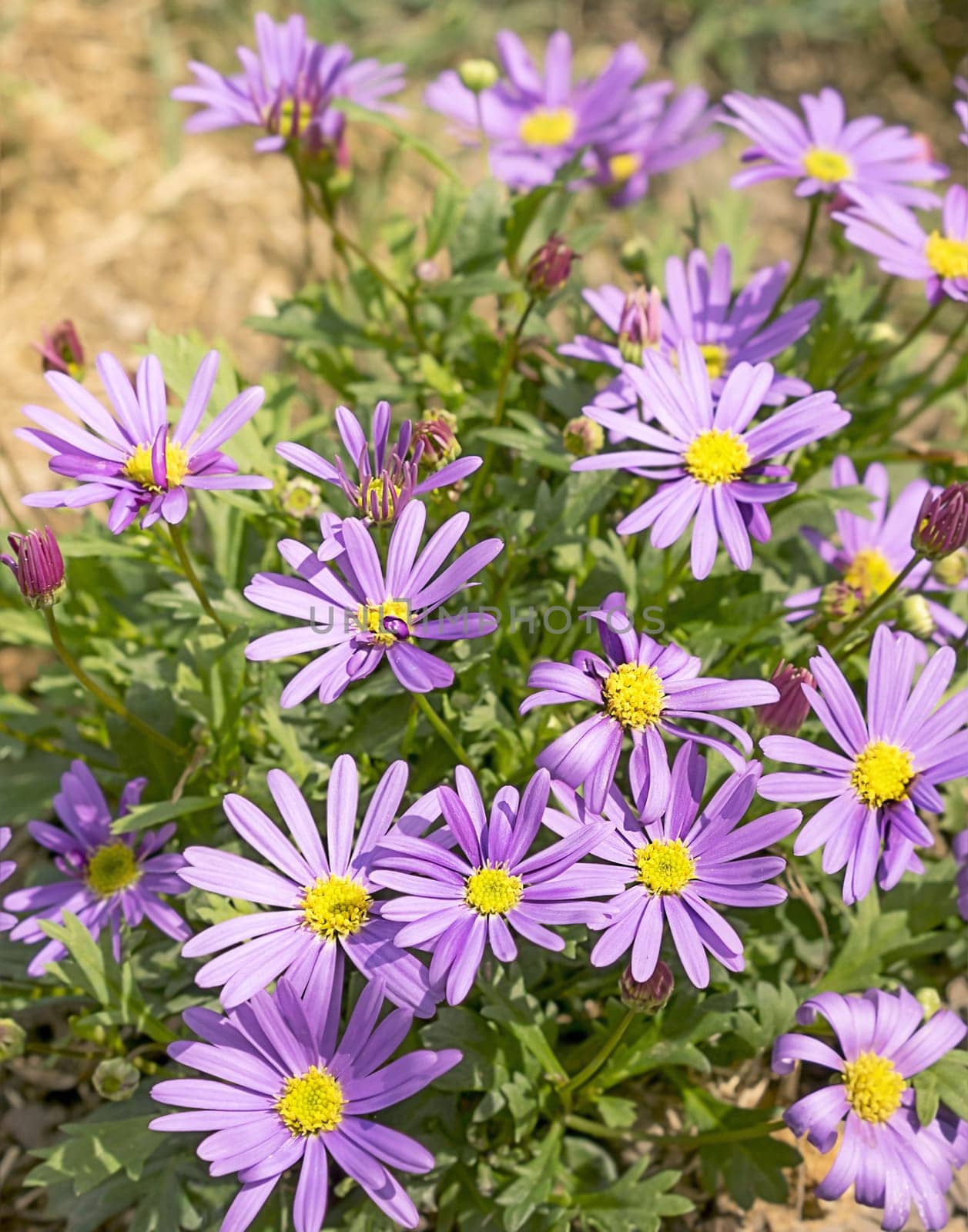 Western Australian wildflower,  Swan River Daisy or Brachyscome iberidifolia, with abundant display of purple daisy flowers