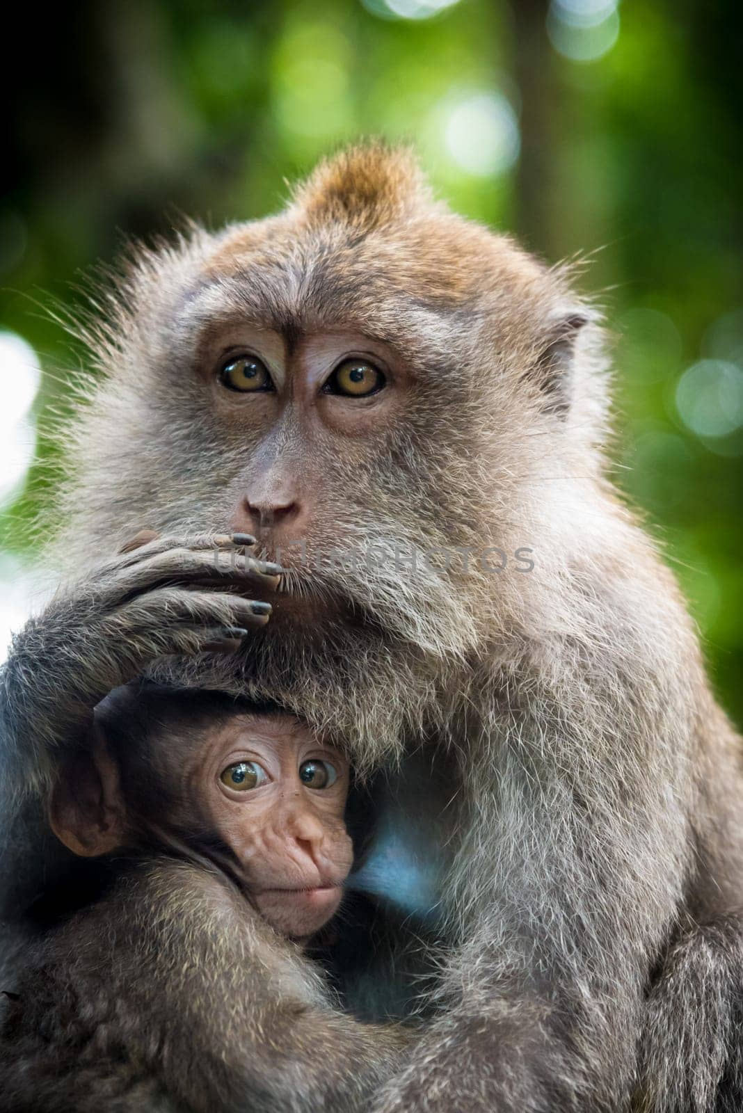 Female macaque monkey with cub