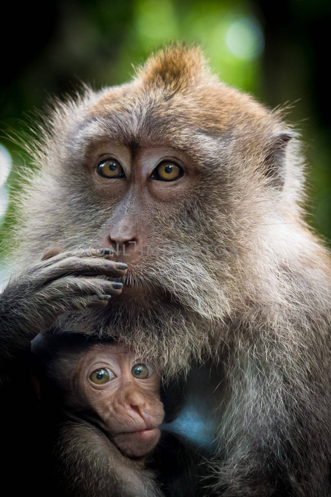 Female macaque monkey with cub