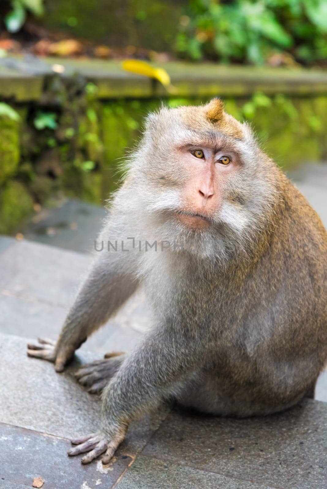 Macaque monkey at Monkey Forest, Bali, Indonesia