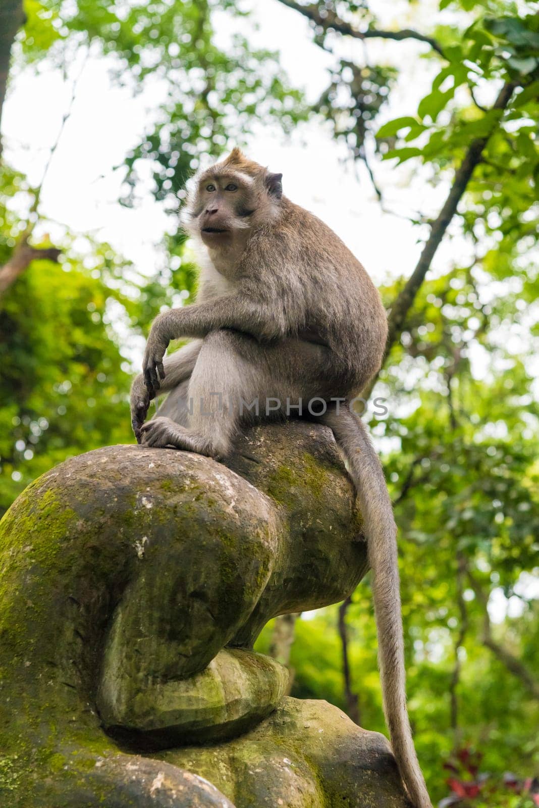 Macaque monkey at Monkey Forest, Bali, Indonesia