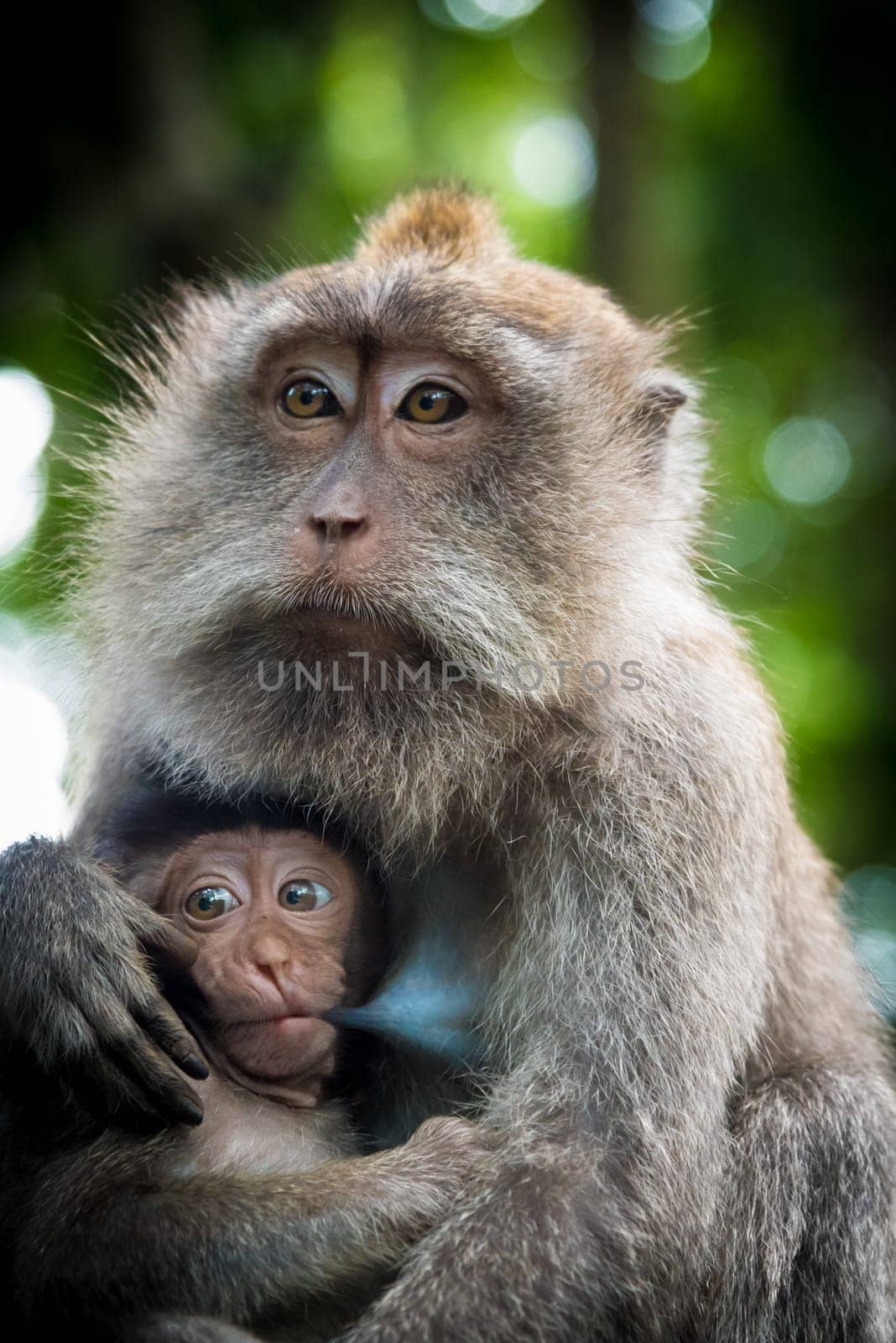Female macaque monkey with cub
